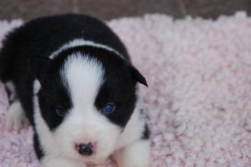 ボーダーコリー【鳥取県・男の子・2014年11月10日・ブラックホワイト】の写真「まとまった顔をしています」