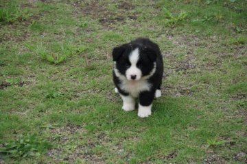 ボーダーコリー【鳥取県・男の子・2021年8月15日・ブラックホワイト】の写真「この子体の両親は遺伝病0ですこの子も0です」