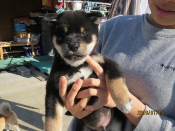 柴犬(標準サイズ)【鳥取県・男の子・2018年11月25日・クロ】の写真「クロ次男」