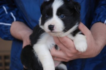 ボーダーコリー【鳥取県・女の子・2016年3月25日・ブラック ホワイト】の写真「のんびりと育っております」