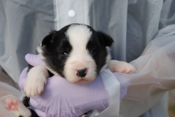 ボーダーコリー【鳥取県・女の子・2019年12月22日・ブラックホワイト】の写真「綺麗な顔立ち」