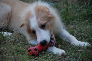 ボーダーコリー【鳥取県・男の子・2018年4月27日・レッドホワイト】の写真「ゆったりの性格」