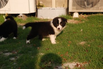 ボーダーコリー【鳥取県・男の子・2016年4月29日・ブラック ホワイト】の写真「カラーは良い」