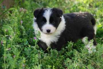 ボーダーコリー【鳥取県・女の子・2019年3月18日・ブラック&ホワイト】の写真「まとまっております　きれいになります　遺伝病はあり」