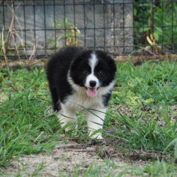 ボーダーコリー【鳥取県・男の子・2024年5月5日・ブラックホワイトロングストレート】の写真「父親オーストラリア輸入犬ＪｒCH.JKCCH完成」
