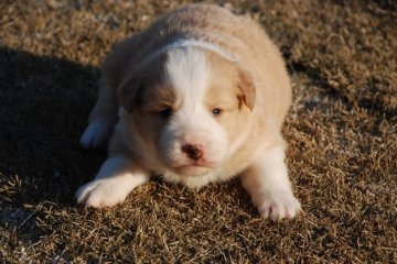 ボーダーコリー【鳥取県・女の子・2019年2月2日・レッドホワイト】の写真「整ってます」