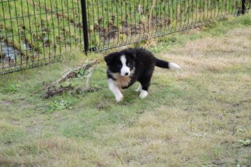 ボーダーコリー【鳥取県・男の子・2021年8月15日・ブラックホワイト】の写真「健康優良児現在６㎏超え解約のため再度募集します」
