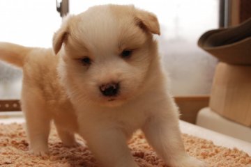 ボーダーコリー【鳥取県・男の子・2016年11月28日・レッドホワイト】の写真「綺麗な　ﾌﾚｰｽﾞ　ｶﾗｰ　大きくなります」