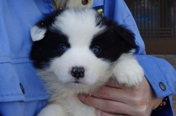 ボーダーコリー【鳥取県・女の子・2014年11月10日・ブラックホワイト】の写真「いい顔してます　母親は我が家で１番賢くボスです」