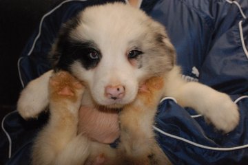 ボーダーコリー【鳥取県・男の子・2018年4月10日・ブルーマール】の写真「オッドアイいつでも引き渡し可能」