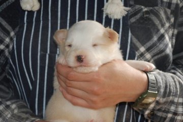 ボーダーコリー【鳥取県・男の子・2020年10月27日・レッドホワイト】の写真「綺麗です」