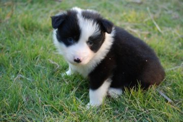 ボーダーコリー【鳥取県・男の子・2017年9月27日・ブラックアンドホワイト】の写真「遺伝病の発症はありません」