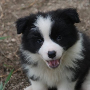 ボーダーコリー【鳥取県・女の子・2023年7月22日・ブラックホワイト】の写真「綺麗なフレーズ　」