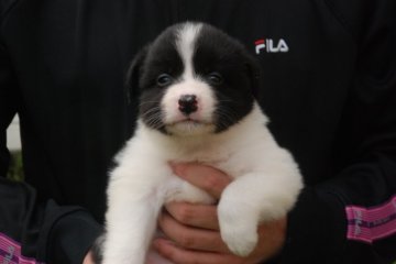 ボーダーコリー【鳥取県・女の子・2016年6月13日・ブラック&ホワイト】の写真「ﾌﾚｰｽﾞ　ｶﾗｰともによい」