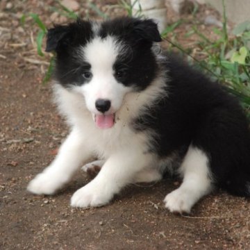 ボーダーコリー【鳥取県・女の子・2023年7月22日・ブラックホワイト】の写真「綺麗なフレーズ　」