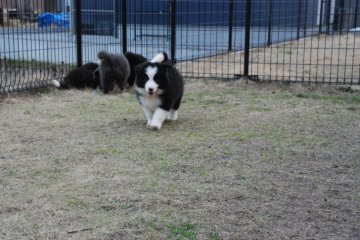 ボーダーコリー【鳥取県・男の子・2022年1月12日・ブラックホワイト】の写真「この子は遺伝病はありません.明るい性格です」