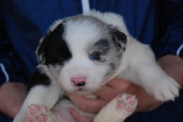 ボーダーコリー【鳥取県・女の子・2016年3月25日・ブルーマール】の写真「ワンポイントの子　黒が多いブルーアイ」