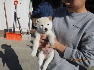 柴犬(標準サイズ)【鳥取県・男の子・2018年11月25日・白】の写真「白です　かわいいです」