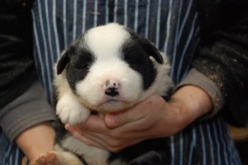 ボーダーコリー【鳥取県・女の子・2022年4月1日・ブラックホワイト】の写真「綺麗なフレーズ　カラー」