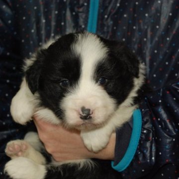 ボーダーコリー【鳥取県・女の子・2023年1月11日・ブラックホワイト】の写真「綺麗なフレーズ　カラー」