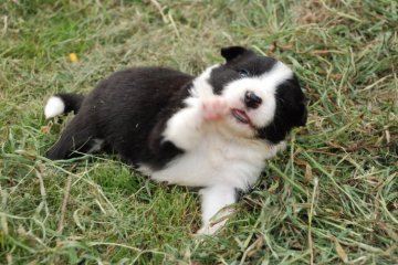 ボーダーコリー【鳥取県・男の子・2019年6月26日・ブラックホワイト】の写真「遺伝病はありません綺麗な子です」