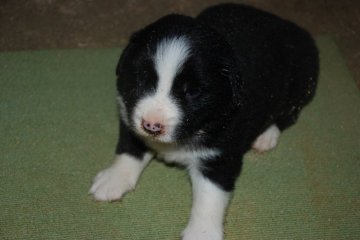 ボーダーコリー【鳥取県・男の子・2020年8月10日・ブラックホワイト】の写真「この子の両親は遺伝病０です」