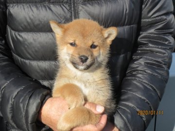 柴犬(標準サイズ)【鳥取県・男の子・2019年11月11日・赤 松江緑山荘系統】の写真「赤の子血統はショウドッグ」