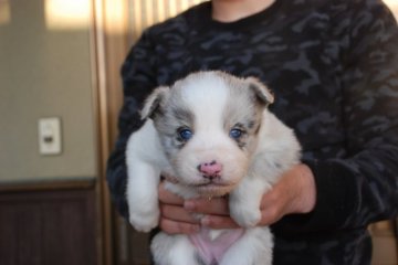 ボーダーコリー【鳥取県・女の子・2015年9月28日・ブルーマール】の写真「これからかわいくなっていきます」
