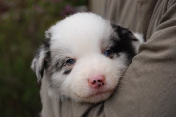 ボーダーコリー【鳥取県・男の子・2015年3月10日・ブルーマール】の写真「カラーフレーズは良い　左足ﾌﾞﾗｯｸ」