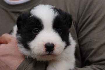 ボーダーコリー【鳥取県・女の子・2015年3月10日・ブラック&ホワイト】の写真「カラーフレーズともによい」