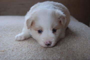 ボーダーコリー【鳥取県・女の子・2017年8月26日・レッドホワイト】の写真「親は全頭検査　遺伝病の発症は有りません」