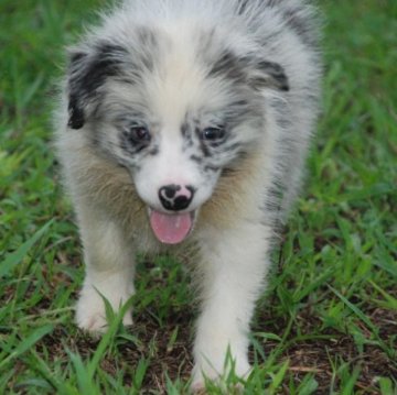 ボーダーコリー【鳥取県・女の子・2023年7月5日・ブルーマール】の写真「綺麗なフレーズ　カラー現在3.6㎏」