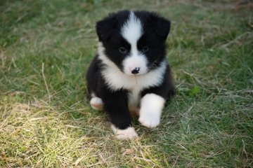 ボーダーコリー【鳥取県・男の子・2017年9月27日・ブラック ホワイト】の写真「よくまとまってます　遺伝病発症はありません」