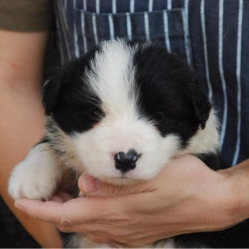 ボーダーコリー【鳥取県・男の子・2024年7月6日・ブラックホワイト】の写真「綺麗なフレーズ　」