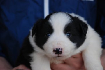 ボーダーコリー【鳥取県・女の子・2016年3月25日・ブラックアンドホワイト】の写真「綺麗にﾌﾚｰｽﾞ　ｶﾗｰ入っております」