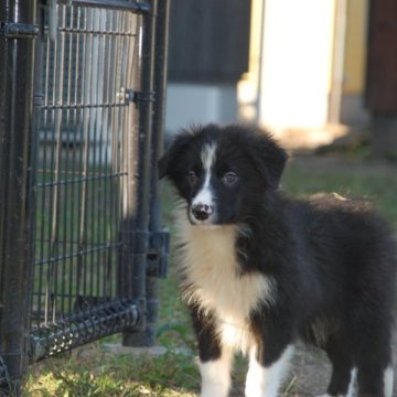 ボーダーコリー【鳥取県・男の子・2023年7月5日・ブラックホワイト】の写真「父親オーストラリア輸入犬ＪｒCH.JKCCH完成」