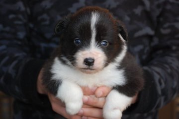 ボーダーコリー【鳥取県・女の子・2015年9月28日・ブラック&ホワイト】の写真「カラーキレ　フレーズ細い」