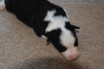 ボーダーコリー【鳥取県・男の子・2017年8月2日・ブラックホワイト】の写真「リーダーの子　毛はロング」