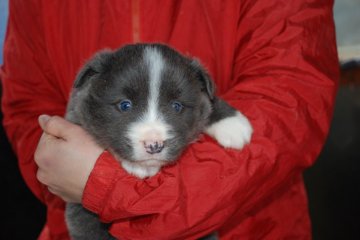 ボーダーコリー【鳥取県・女の子・2022年1月12日・ブルーホワイト】の写真「しっかりした体形です　明るい性格」