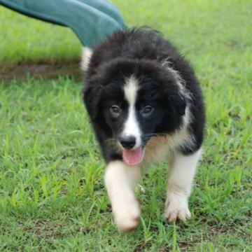 ボーダーコリー【鳥取県・女の子・2022年4月26日・ブラックホワイト】の写真「しっかりした体形です　健康優良児」