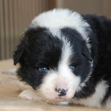 ボーダーコリー【鳥取県・男の子・2022年10月31日・ブラックホワイト】の写真「しっかりした体形です兄弟2匹で成長中」