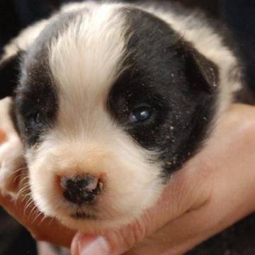 ボーダーコリー【鳥取県・男の子・2022年10月11日・ブラックホワイト】の写真「しっかりした体形です」