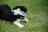 ボーダーコリー【鳥取県・女の子・2019年6月30日・ブラックホワイト】の写真3