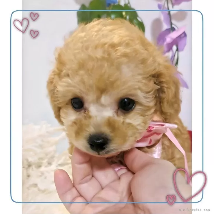 ID：2402-06134の子犬