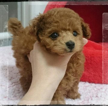 トイプードル(ティーカップ)【福岡県・男の子・2018年6月12日・レッド】の写真「マズルの短い、イケメン君♪」
