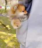 ポメラニアン【岐阜県・男の子・2024年12月17日・オレンジ】の写真15