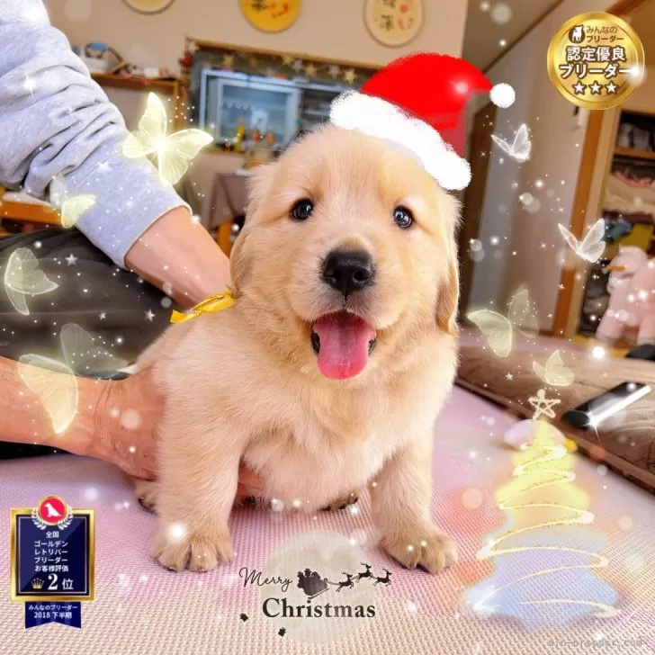 ID:2411-05317の子犬