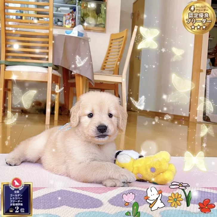 ID：2507-05069の子犬