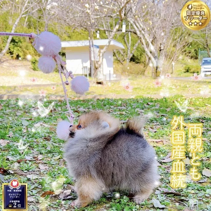 ID：2501-06003の子犬