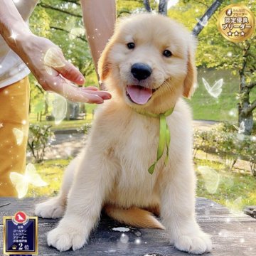 ゴールデンレトリバー【岐阜県・男の子・2025年6月21日・ライトゴールド】の写真「祖父母ともチャンピオン足太大きいサイズ大人しい愛嬌」